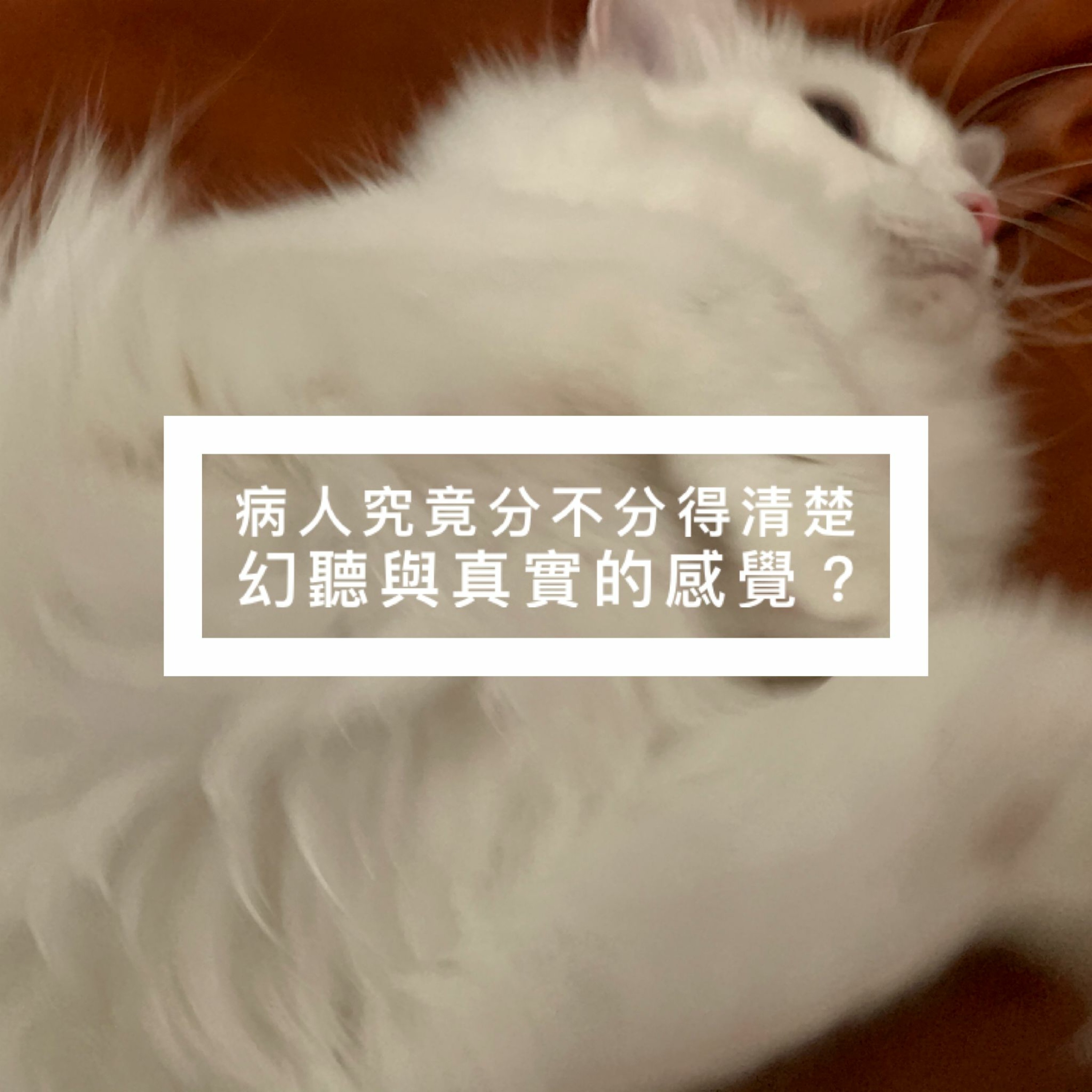 小鳥信箱 —— 病人究竟分不分得清楚幻聽與真實的感覺?