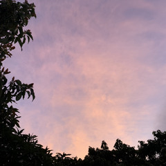 SUMMER NIGHT