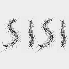 centipede