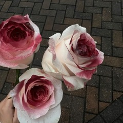 Слезы Молодого Принца