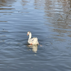 LSD (Love + Sad = Dream)