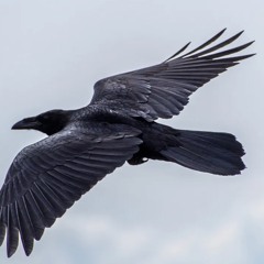 The Raven