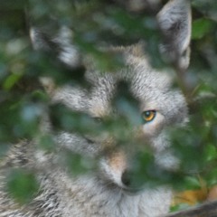 raw rough COYOTE KILLS SQUIRREL IN FRONT OF MY EYES