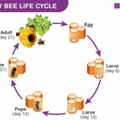 THE LIFECYCLE OF A HONEY BEE 🎼🎶🎵