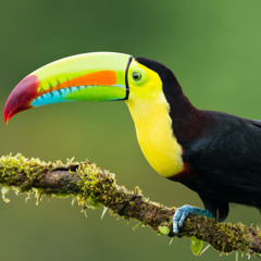 Toucan Getting bUSY
