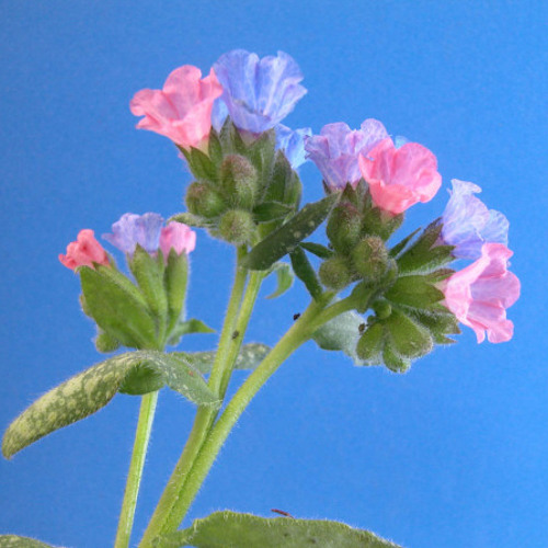 rushes - frank ocean