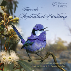 Into the Australian Bush: Western Gerygone