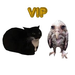 Maxwell The Cat VIP