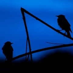 Chirping Birdz ( fukitgoth )