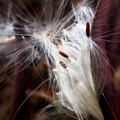 ON TYRANNY, A critical appreciation of Timothy Synder’s work (from POEMS TO LIVE BY)