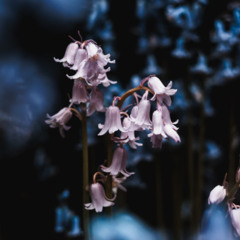 new world_nostalgia art (bluebells look like they're fent leaning)