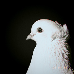 Twin Beak