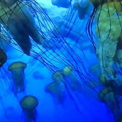 That Church Groove (YFlo x DiscoWolf)