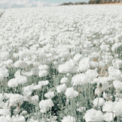 I Caught A Glimpse Of Jesus, Pattons