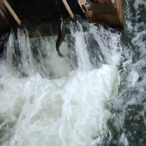 KEEP TRYING featuring Sean Patrick McGraw