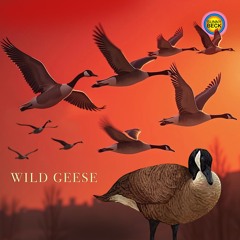 Wild Geese