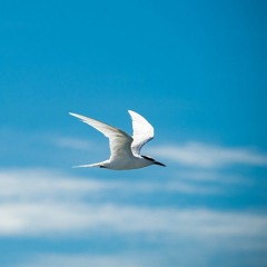 I saw a bird gliding through the blue sky. The beauty of nature.