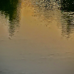 Fireflies Singing Their Light