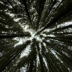 The Shadow Behind Me