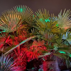 Disco Rain