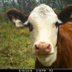 countrybiggerpicture - distant & Brede