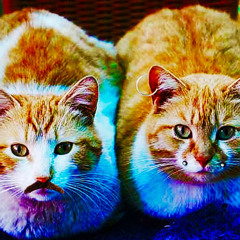 PER CARITA' con JPEG