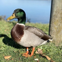 Pocket Full of Ducks🐥 (prod.mj) [Birdman🦅Exclusive*] #Duckseason🦆