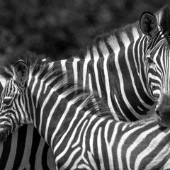 What the Phuttin Phutz