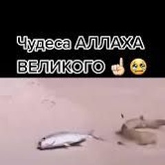 Читай Коран