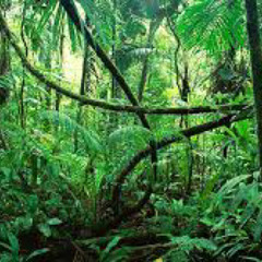 Joel Thagoat- Jungla