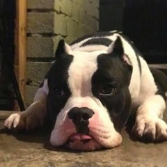 digging into trip 52 love tyla (boombap mix)