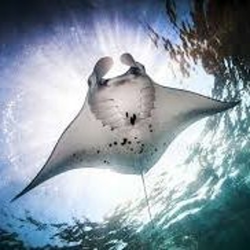 Devil Ray Rumble