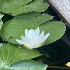 Brush Prairie Spring