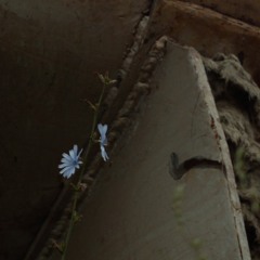 TrioFrio - AfrikAfrika