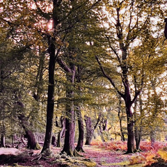 Autumn Forest Meditation