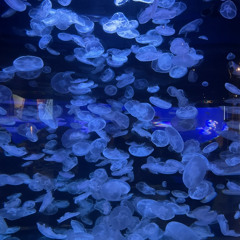 aquarium playlist 🪼| pt 2.