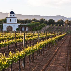 Review Special Price Valle De Guadalupe Winery And Vineyard Tour From San Diego