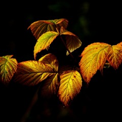 Sound of Fall