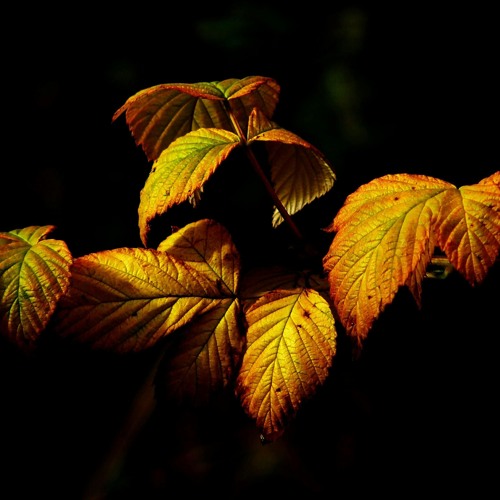 Sound of Fall