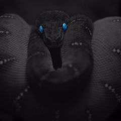 RavenJaXx - Black Mamba