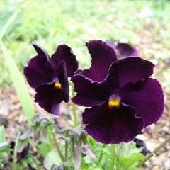 Йога Нидра с Екатерина Манчева