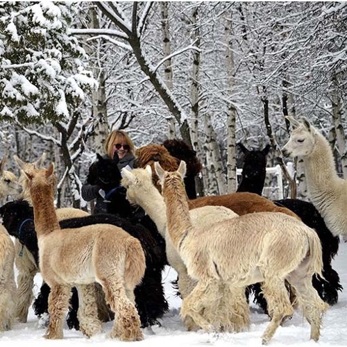Chico y Pepe. My Alpacas