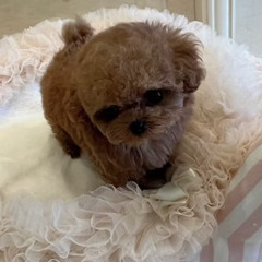 Adorable Micro Teacup Poodle Puppies for Sale Georgia | TIARA PETS