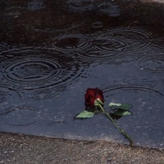 Rose in the rain