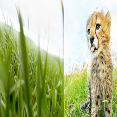 spark set #2025 (+isla,ichi,m1tsugo,rainngod,okmax,sincever)