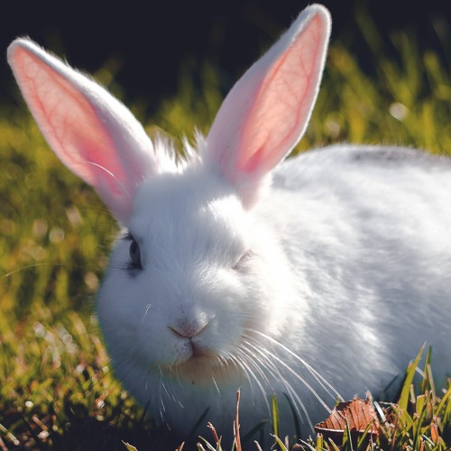 Stream White Rabbit Flip (demo) by Audfo Listen online for free on