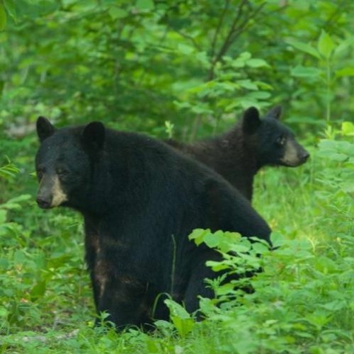 Stream MO Conservation Proposed bear hunting plan by KTRS 550am