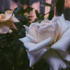 Nàng thơ - Hoàng Dũng // cover