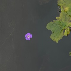 Slowly - Olivia Dean Cover