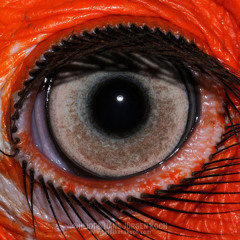 evil side by geo (Grayest Hits) 2015-2020